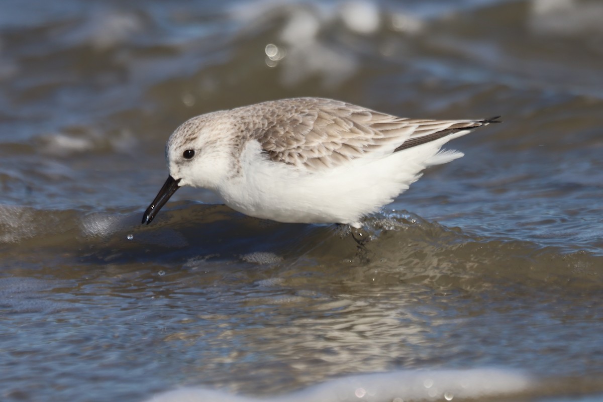 Txirri zuria - ML645975587