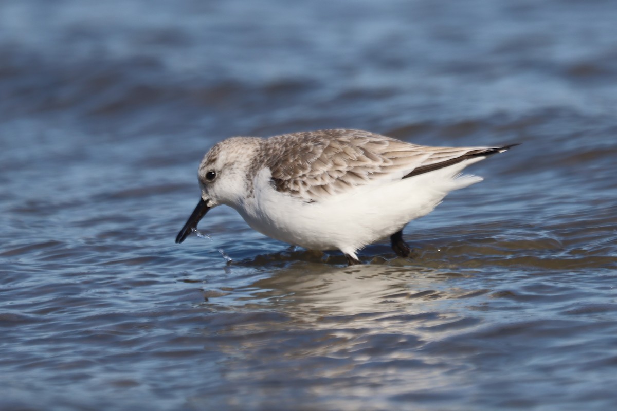 Txirri zuria - ML645975588