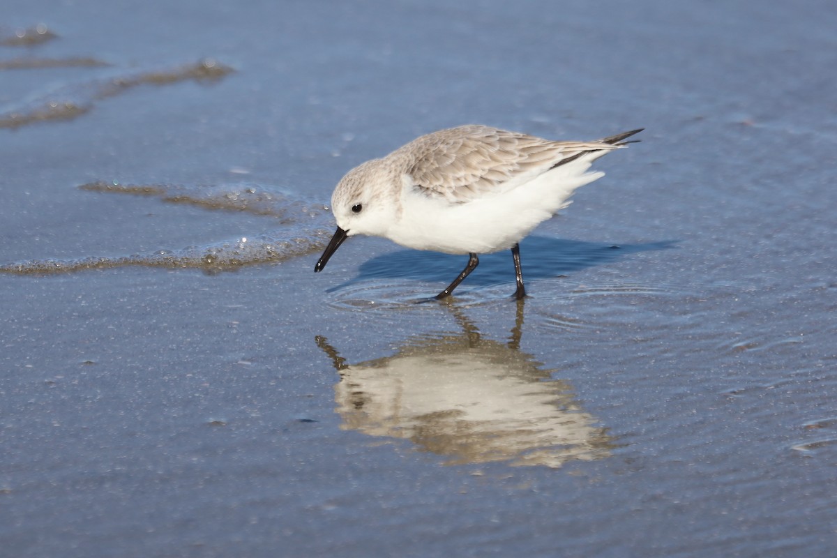 Txirri zuria - ML645975596