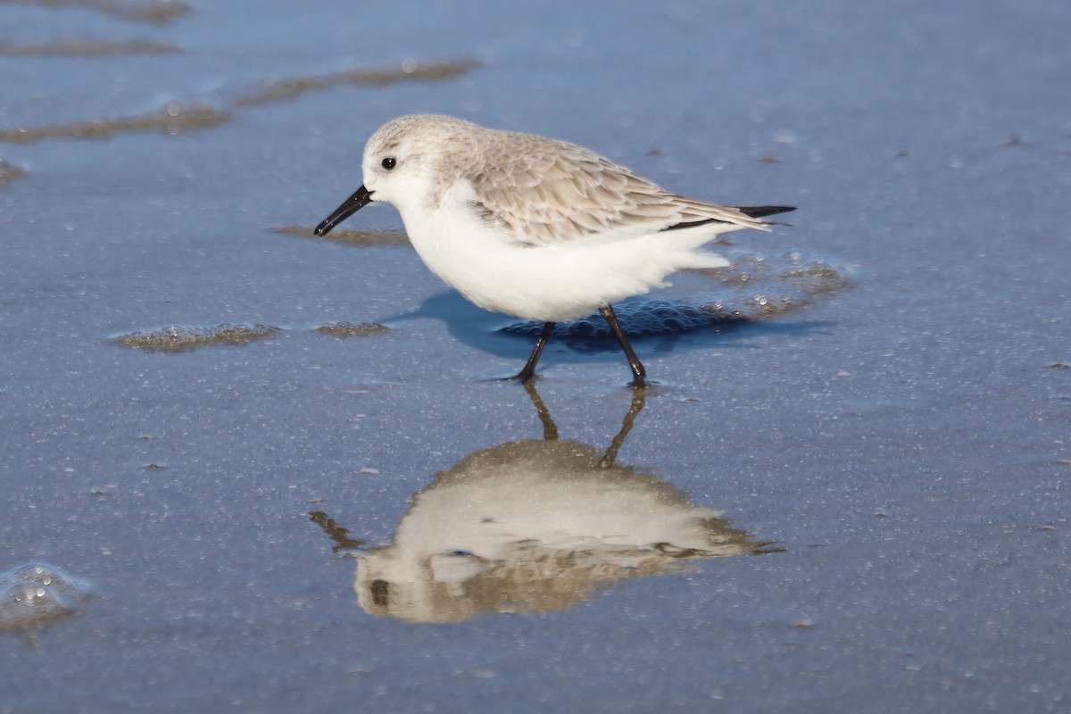 Txirri zuria - ML645975597