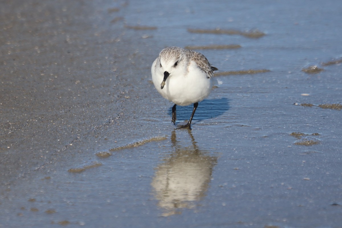 Txirri zuria - ML645975598