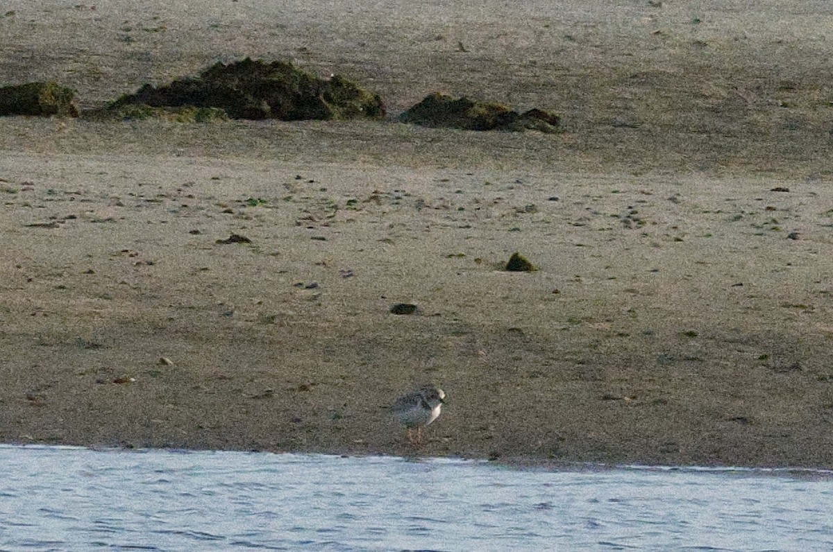 Piping Plover - ML645975599