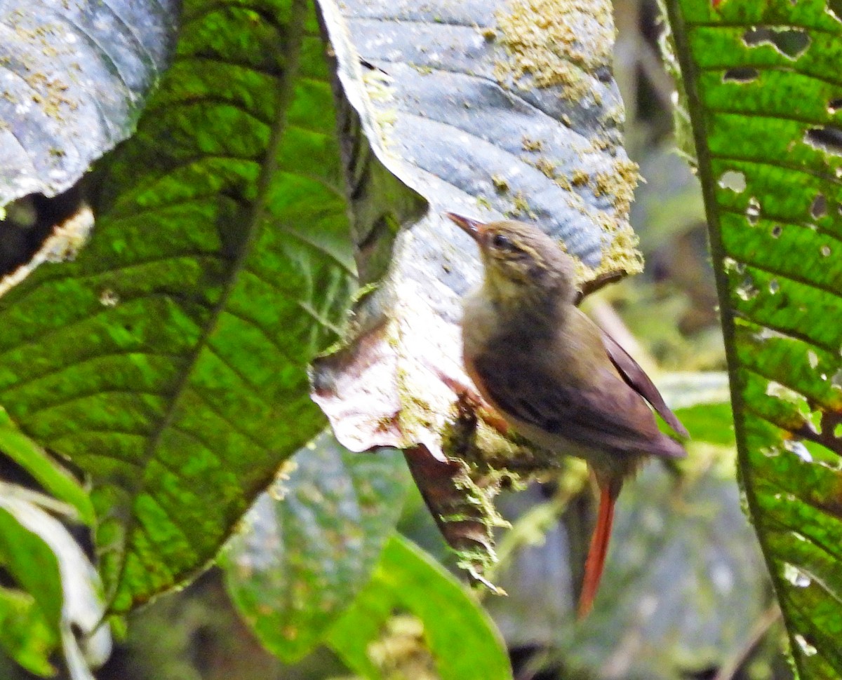 Rufous-tailed Foliage-gleaner - ML645975600