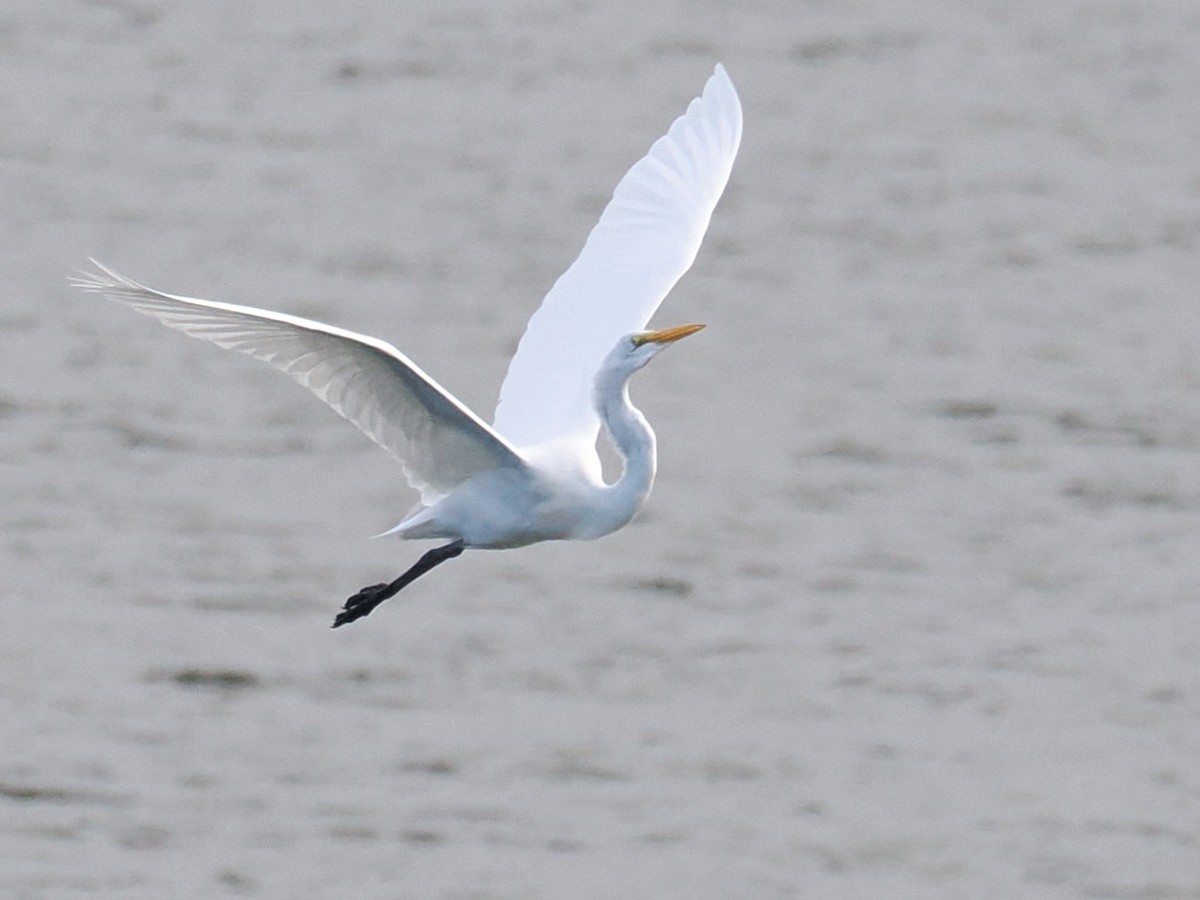 Great Egret - ML645975603