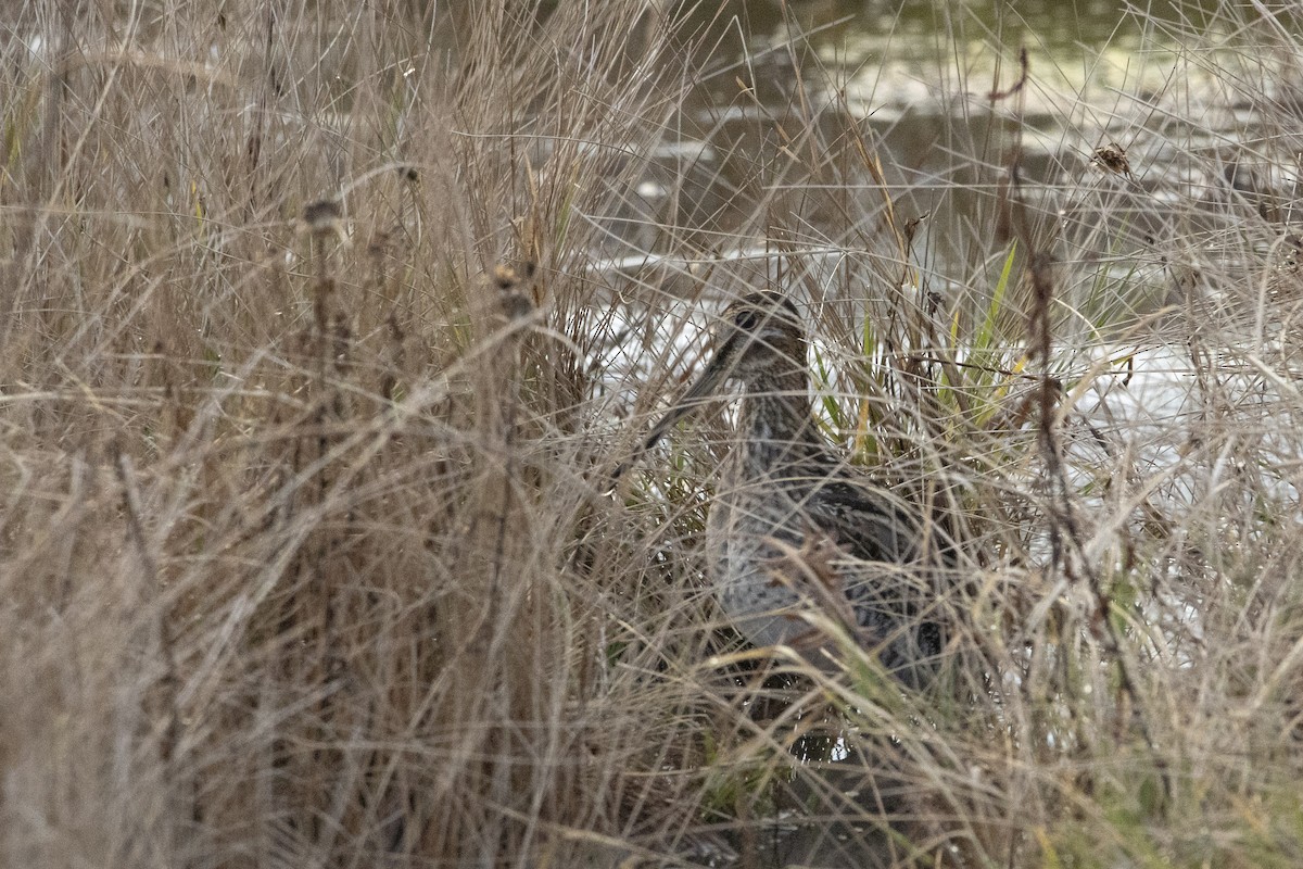 Wilson's Snipe - ML645975610