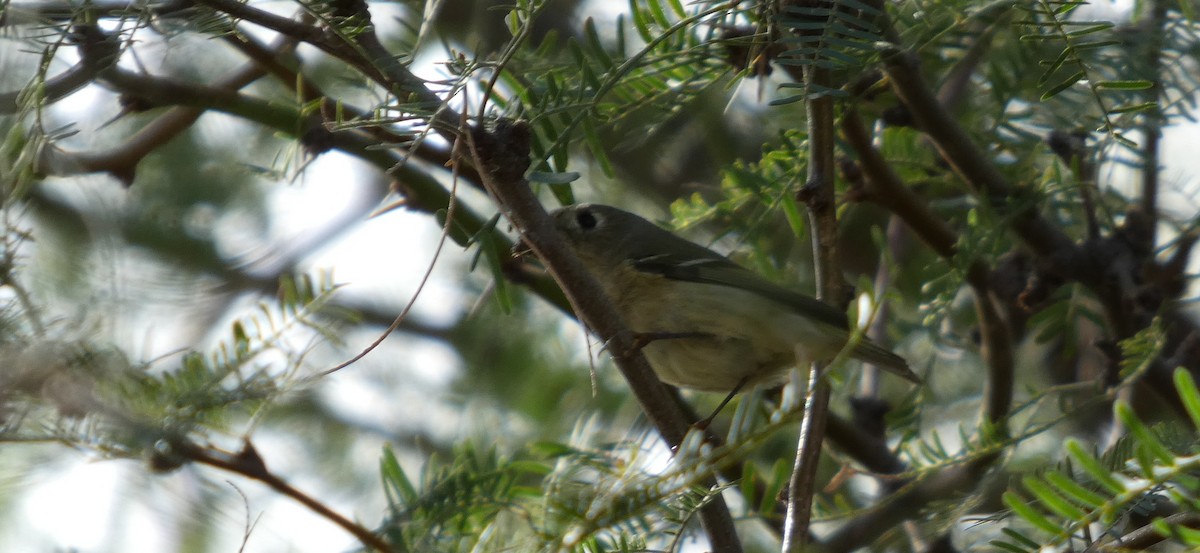 Ruby-crowned Kinglet - ML645975611