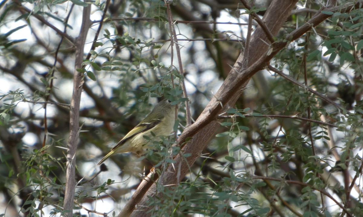 Ruby-crowned Kinglet - ML645975612