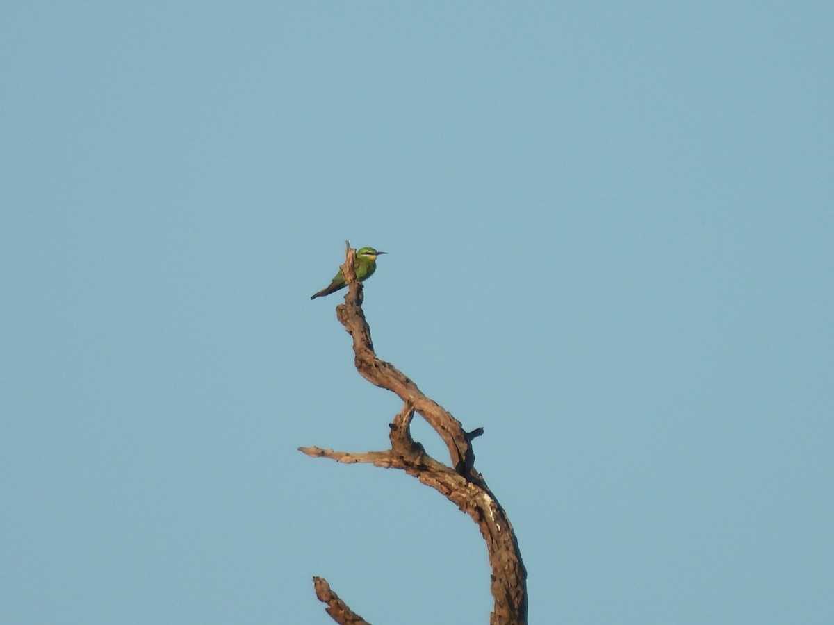 Blue-cheeked Bee-eater - ML645975613
