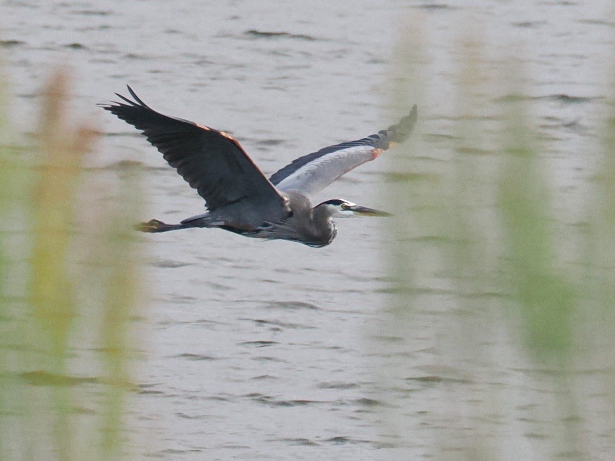 Great Blue Heron - ML645975617