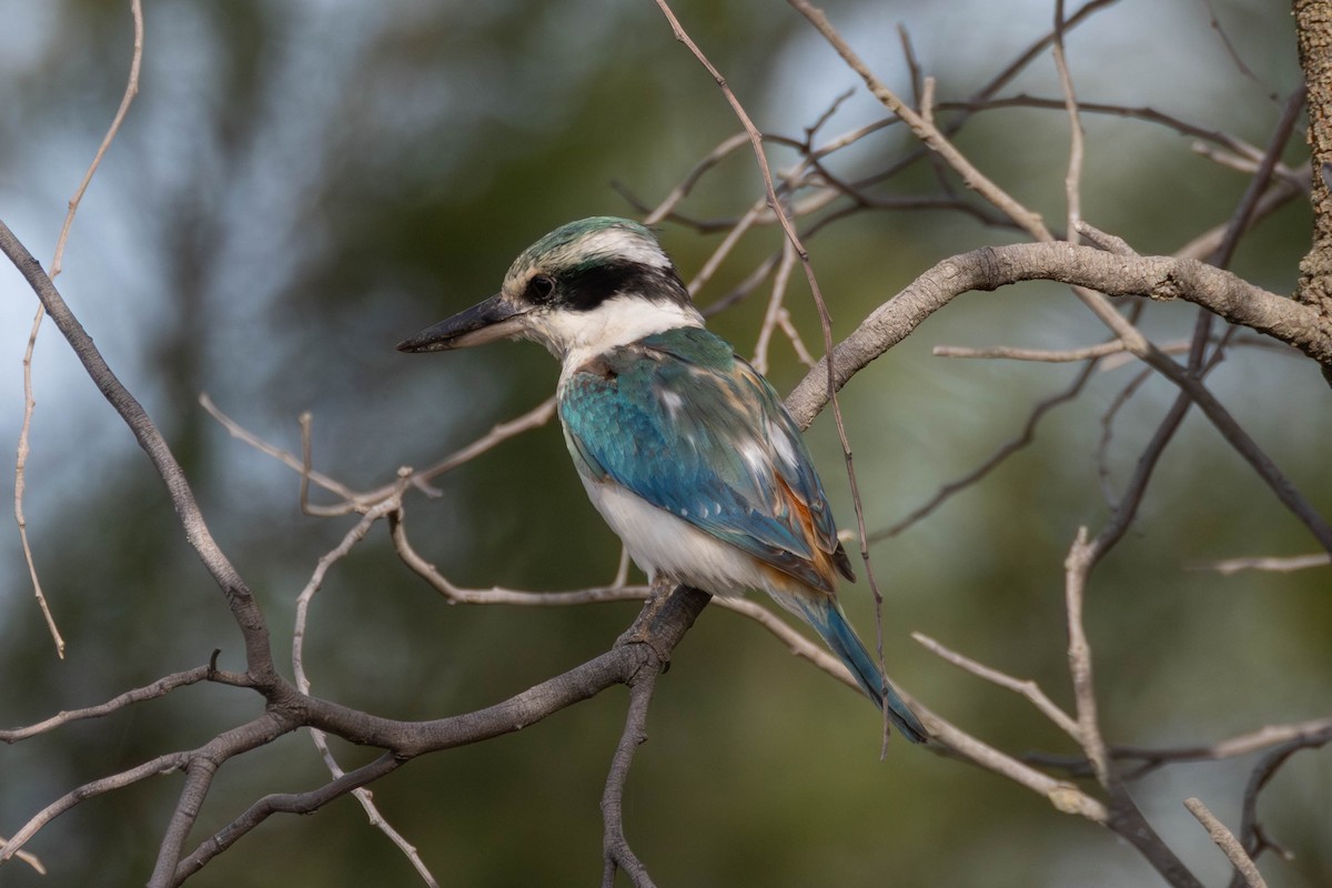 Kırmızı Belli Yalıçapkını - ML645975619