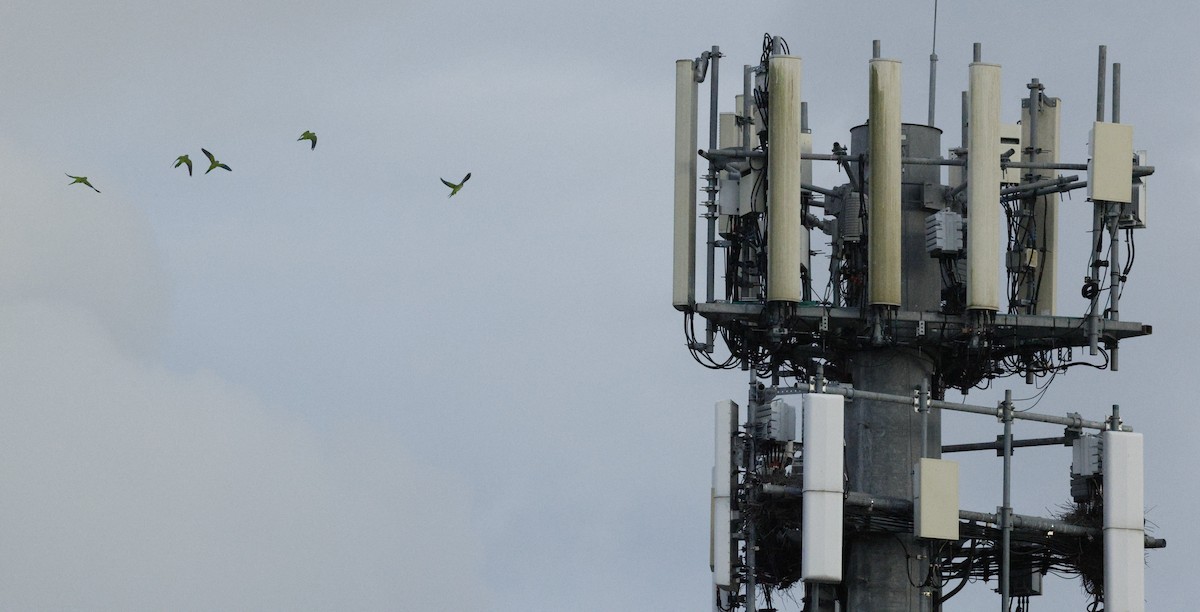 Калита сіроволий - ML645975622