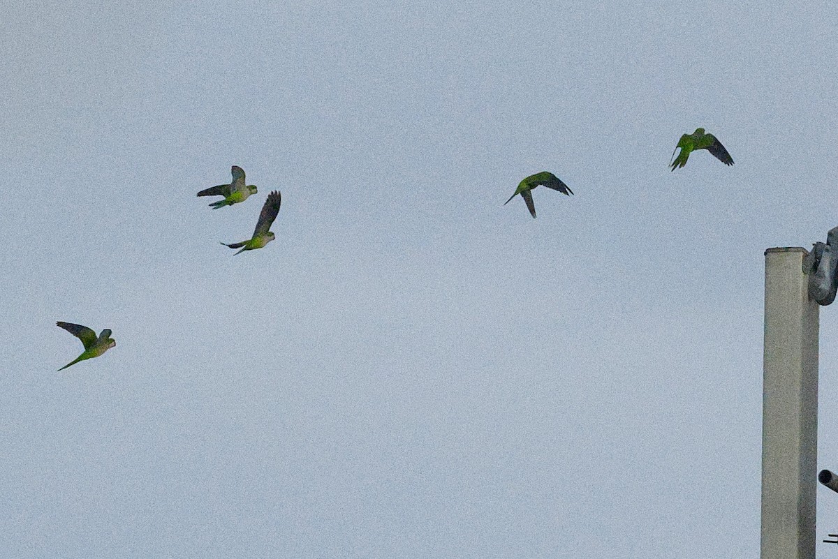 Калита сіроволий - ML645975623