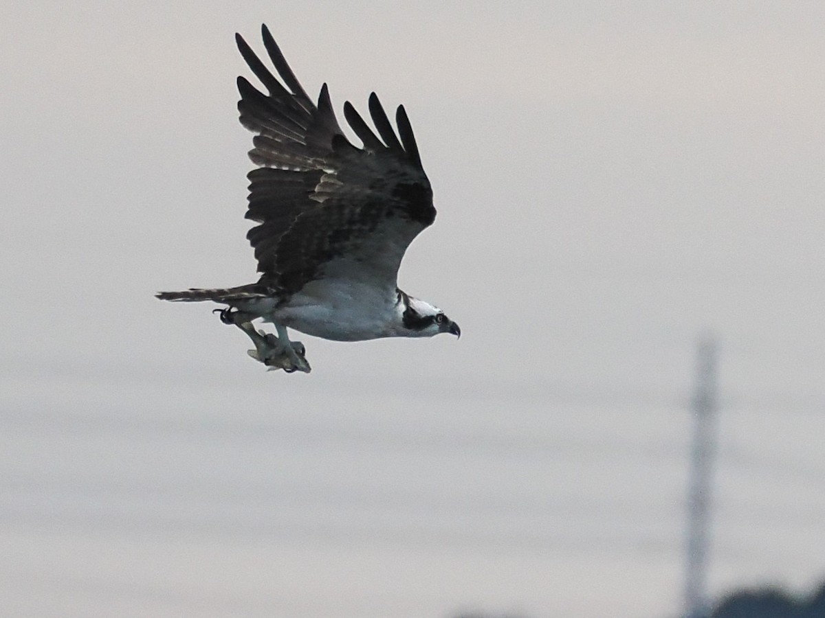 Osprey - ML645975624