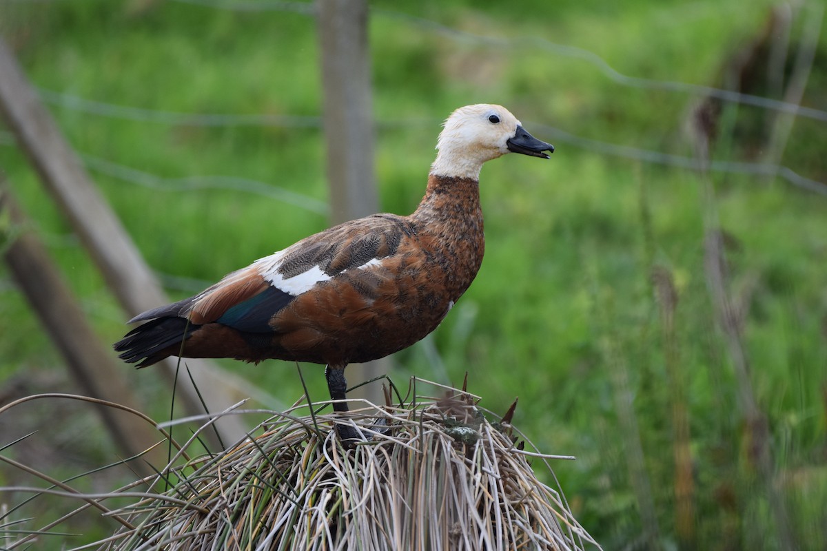 クロアカツクシガモ - ML645975629