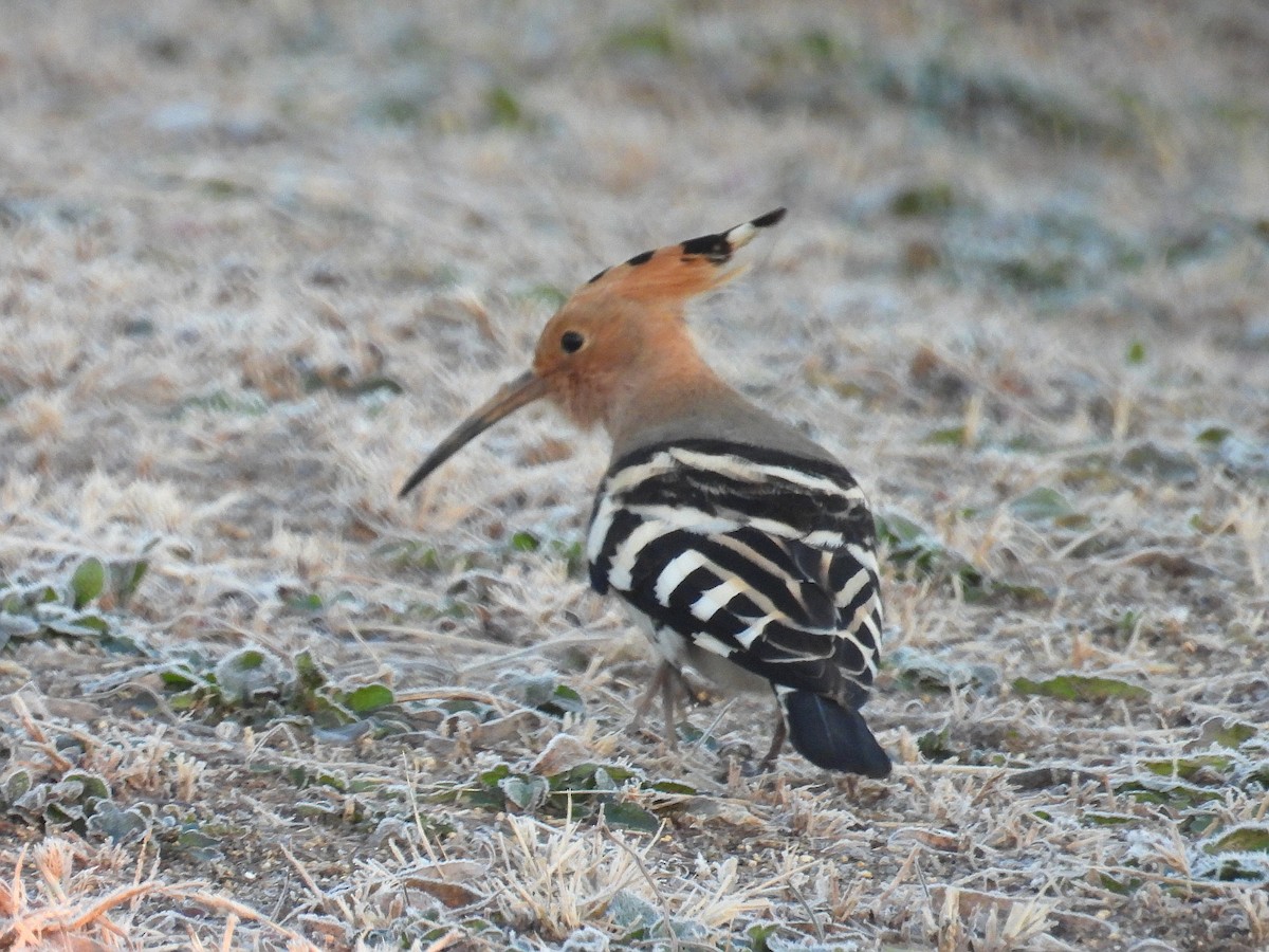 Common Hoopoe - ML645975630