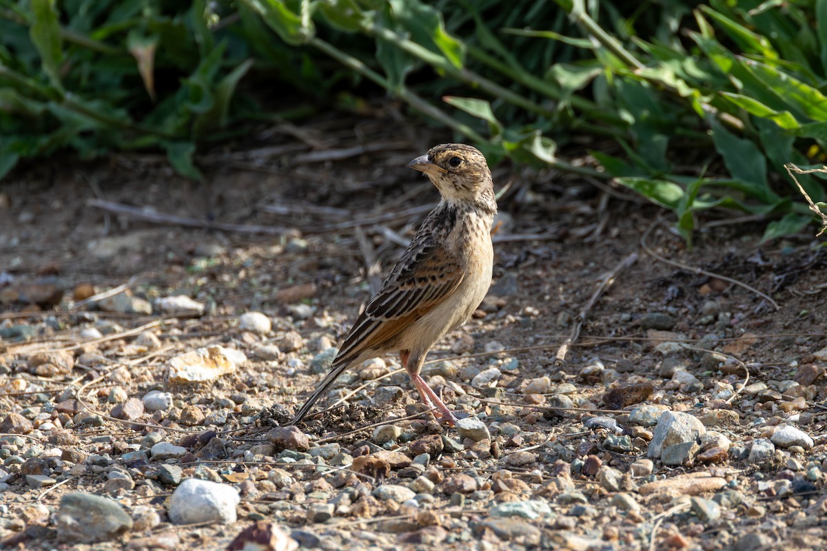 Singing Bushlark - ML645975631