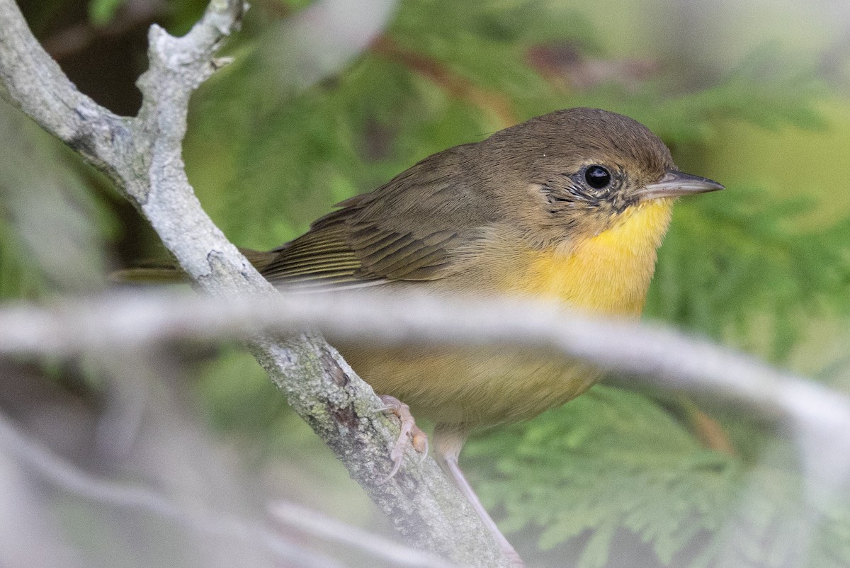 Common Yellowthroat - ML645975634