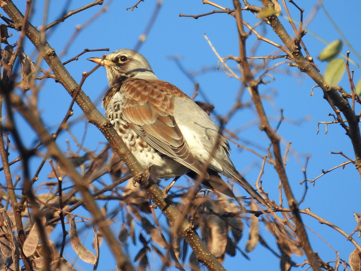 Fieldfare - ML645975635