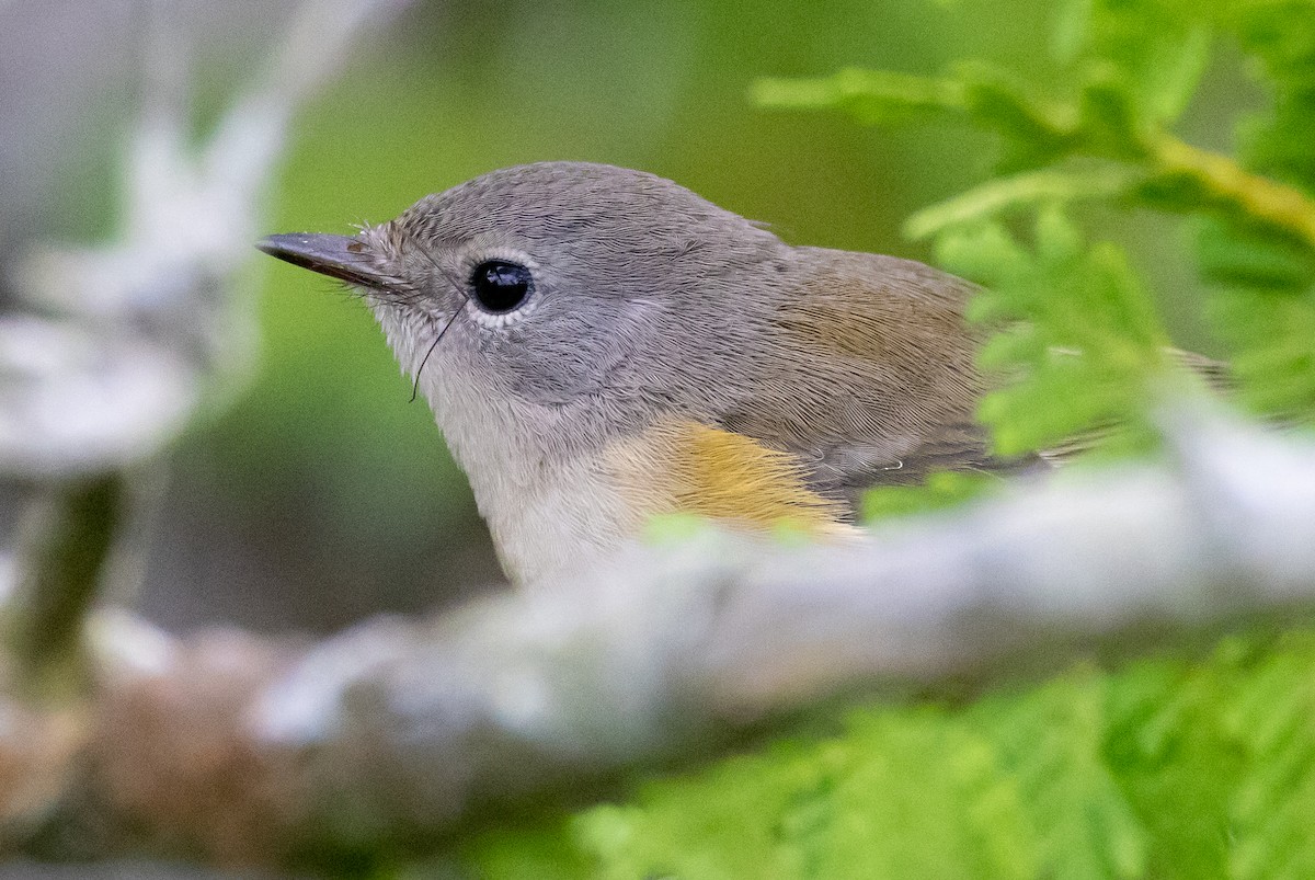 American Redstart - ML645975640