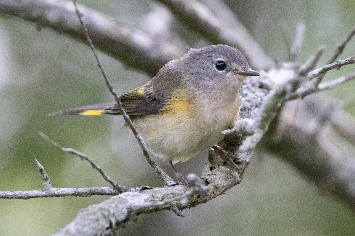 American Redstart - ML645975641
