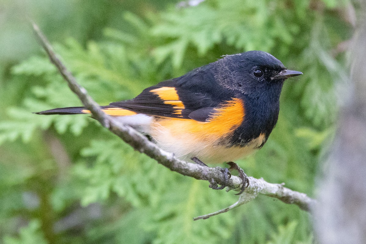American Redstart - ML645975642