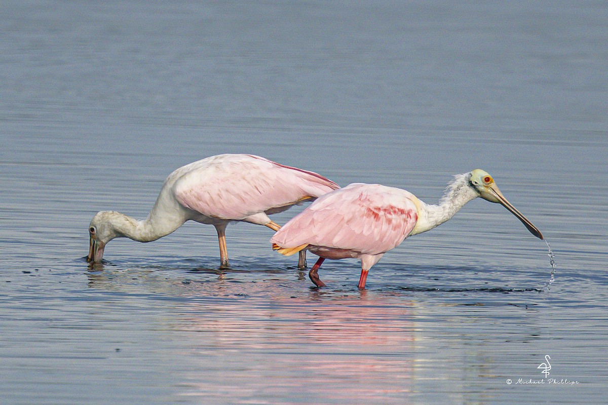 Rosalöffler - ML645975643