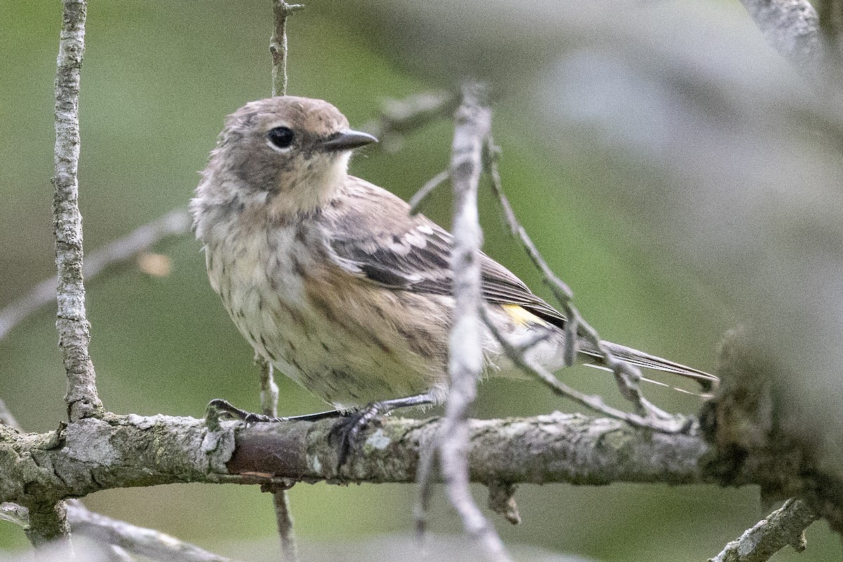 Yellow-rumped Warbler - ML645975644
