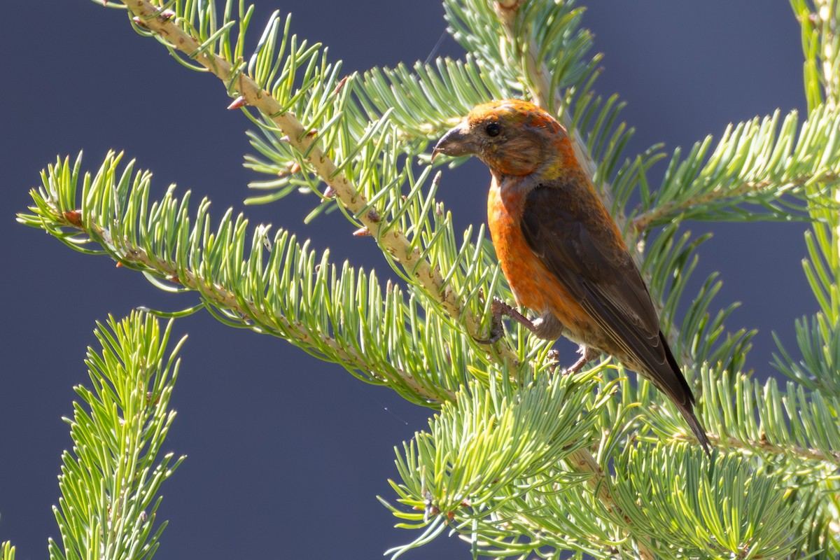 Red Crossbill - ML645975646