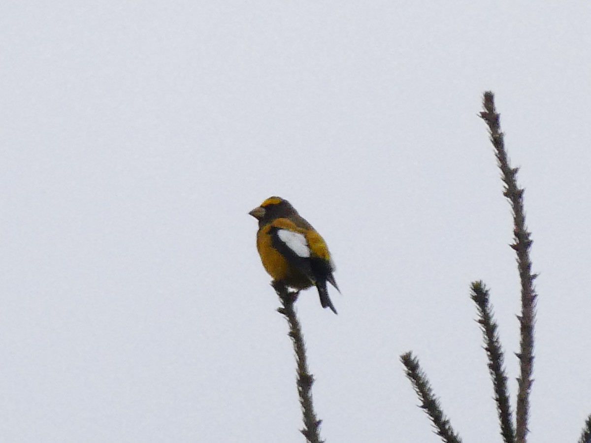 Evening Grosbeak - ML645975647