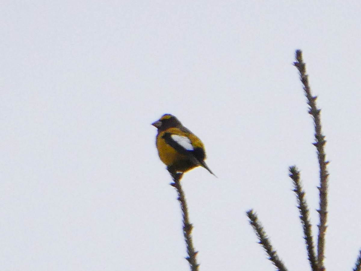 Evening Grosbeak - ML645975649