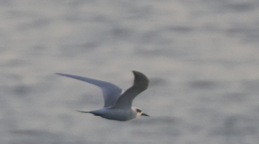 Крячок неоарктичний - ML645975651