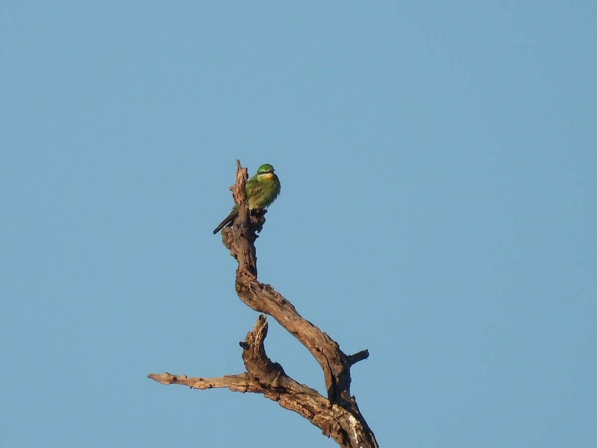 Blue-cheeked Bee-eater - ML645975659
