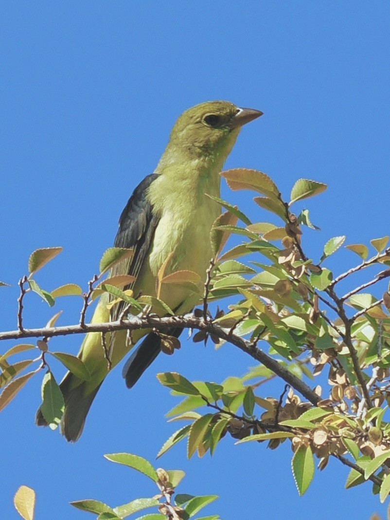 Scarlet Tanager - ML645975673