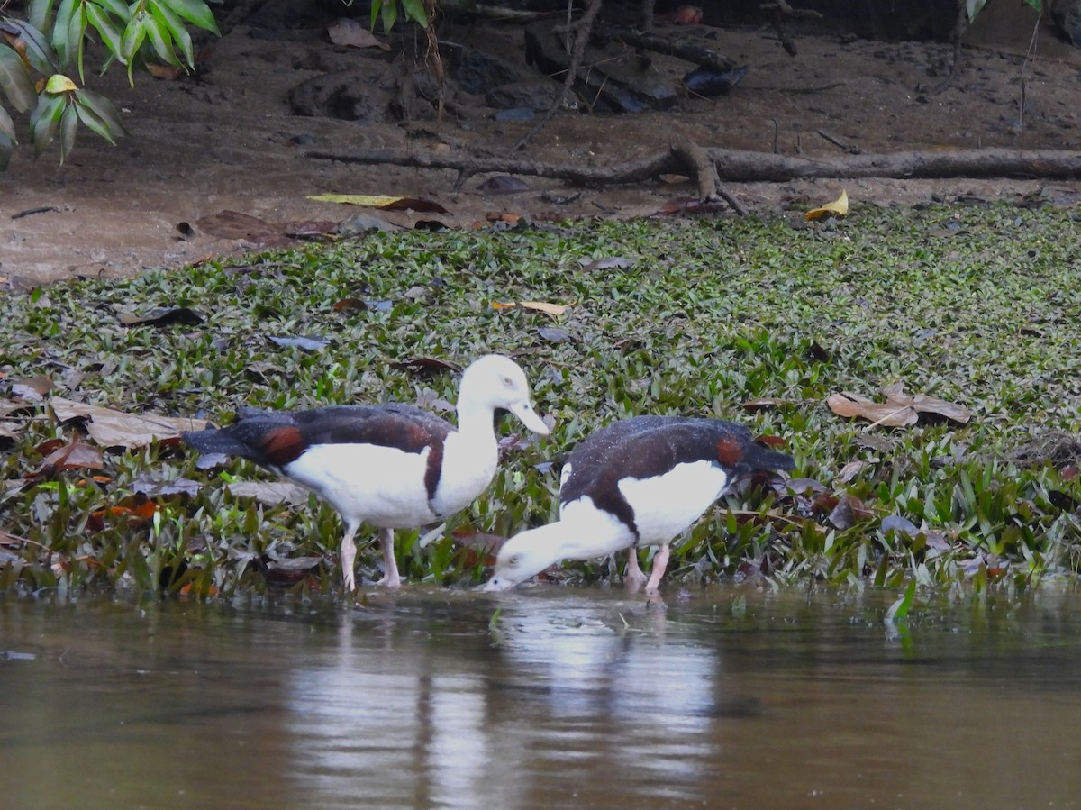 Radjah Shelduck - ML645975674