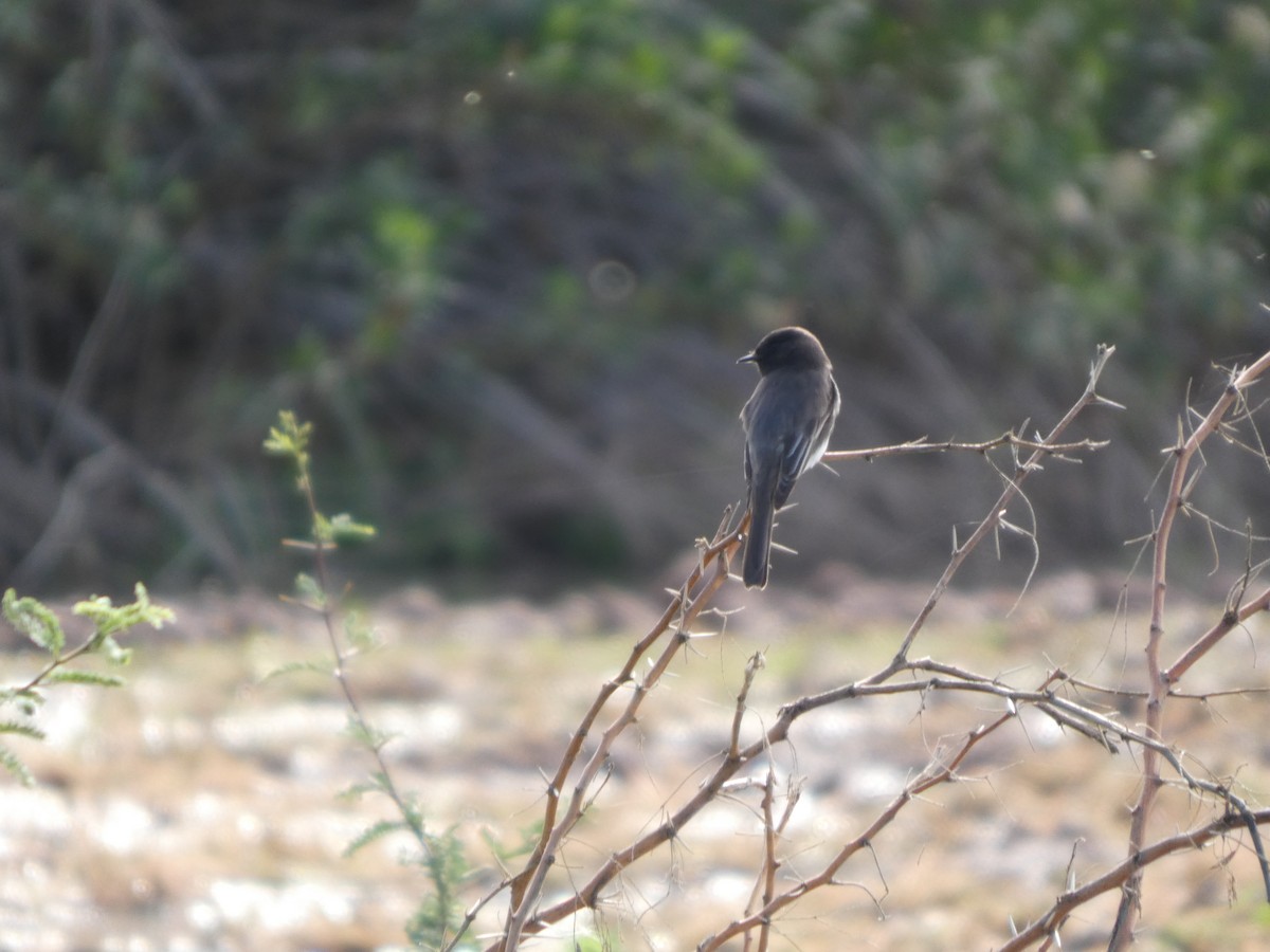 Black Phoebe - ML645975675