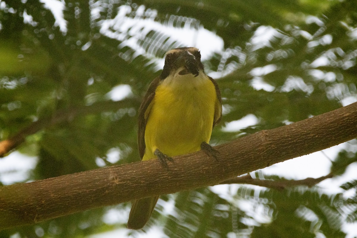 Boat-billed Flycatcher - ML645975684