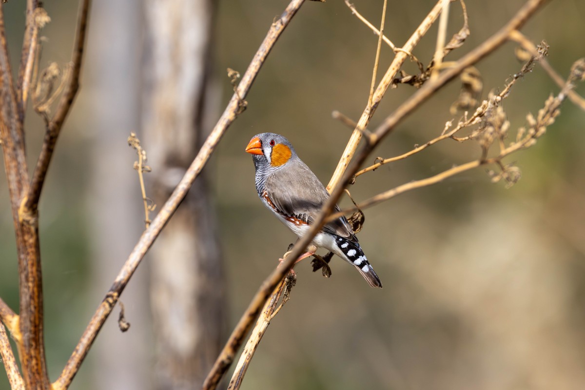 Zebra Finch - ML645975685