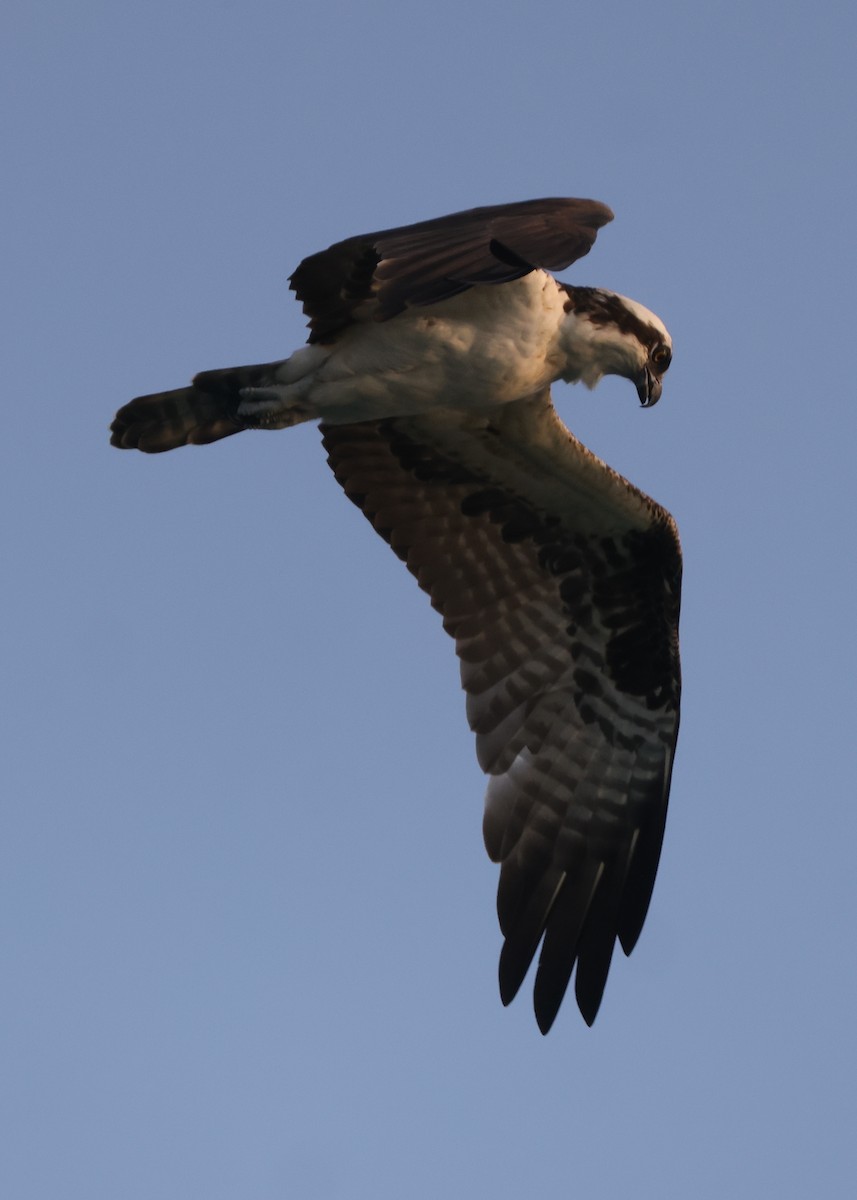 Osprey (American) - ML645975688