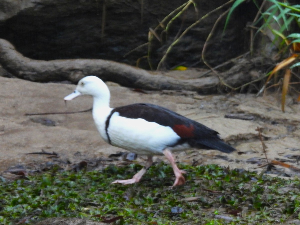 Radjah Shelduck - ML645975692