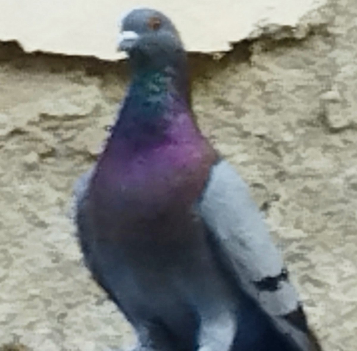 Haitz-usoa (etxekoa) - ML645975695