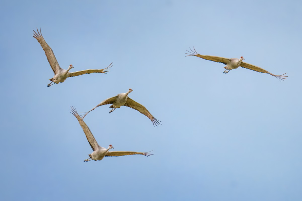 Журавель канадський - ML645975704