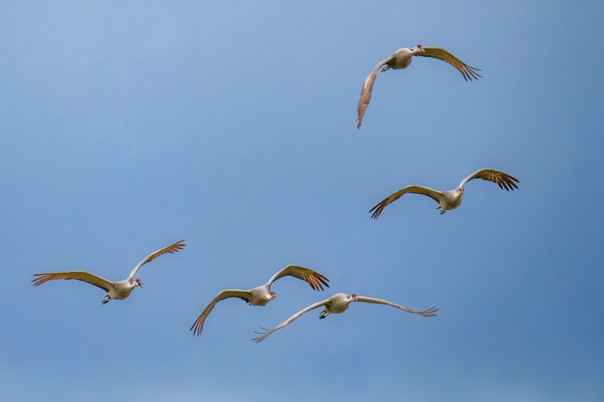 Журавель канадський - ML645975705