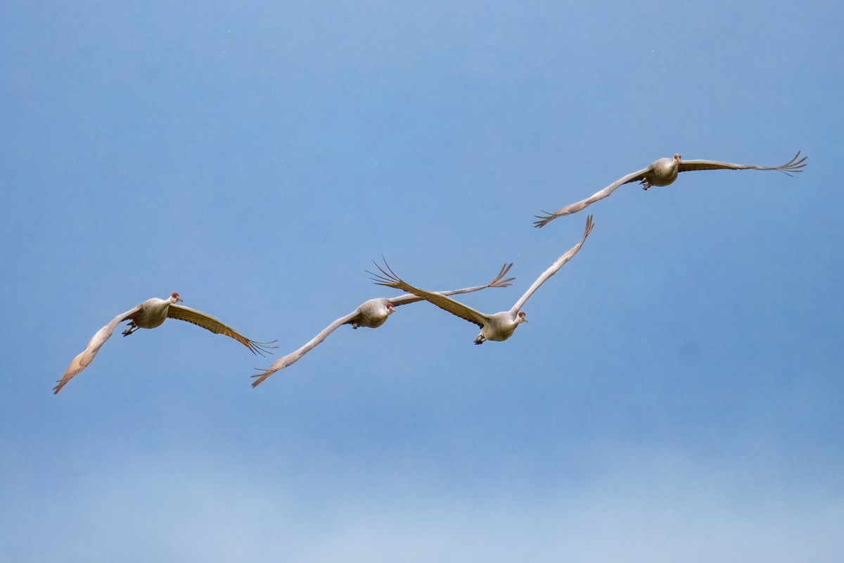 Журавель канадський - ML645975706