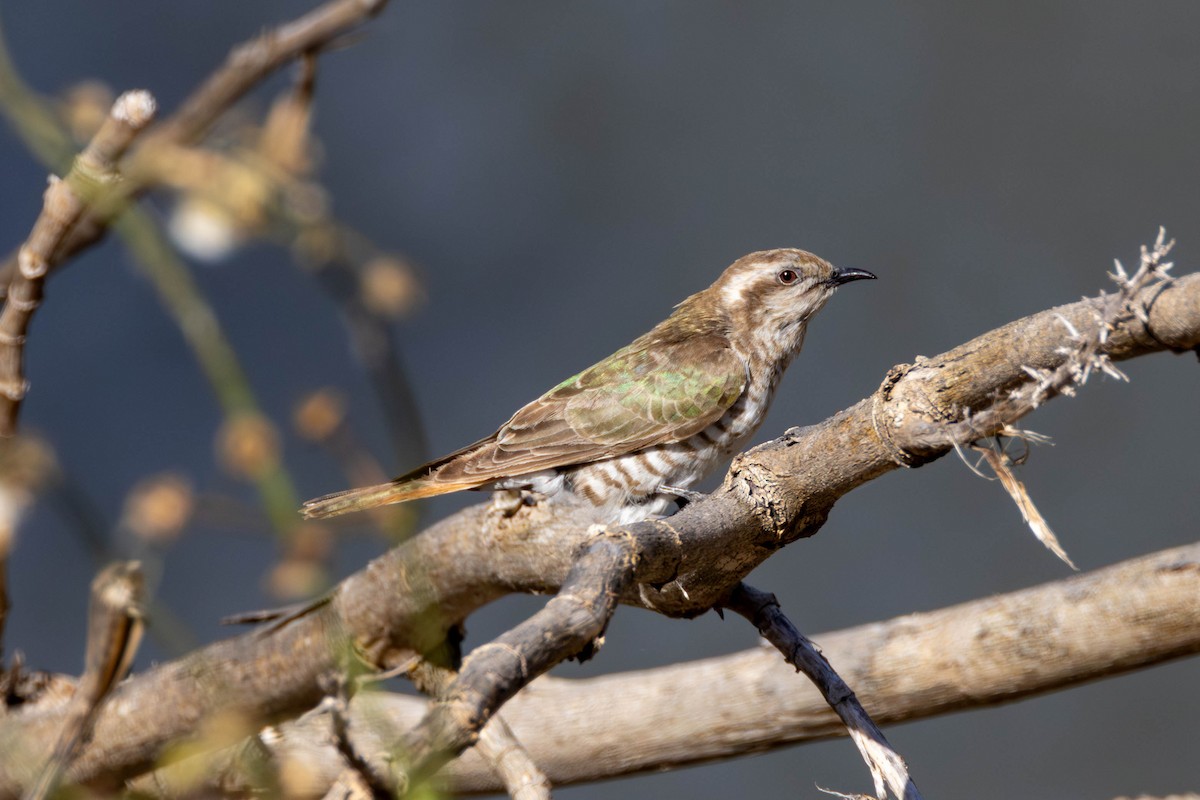 Horsfield's Bronze-Cuckoo - ML645975708