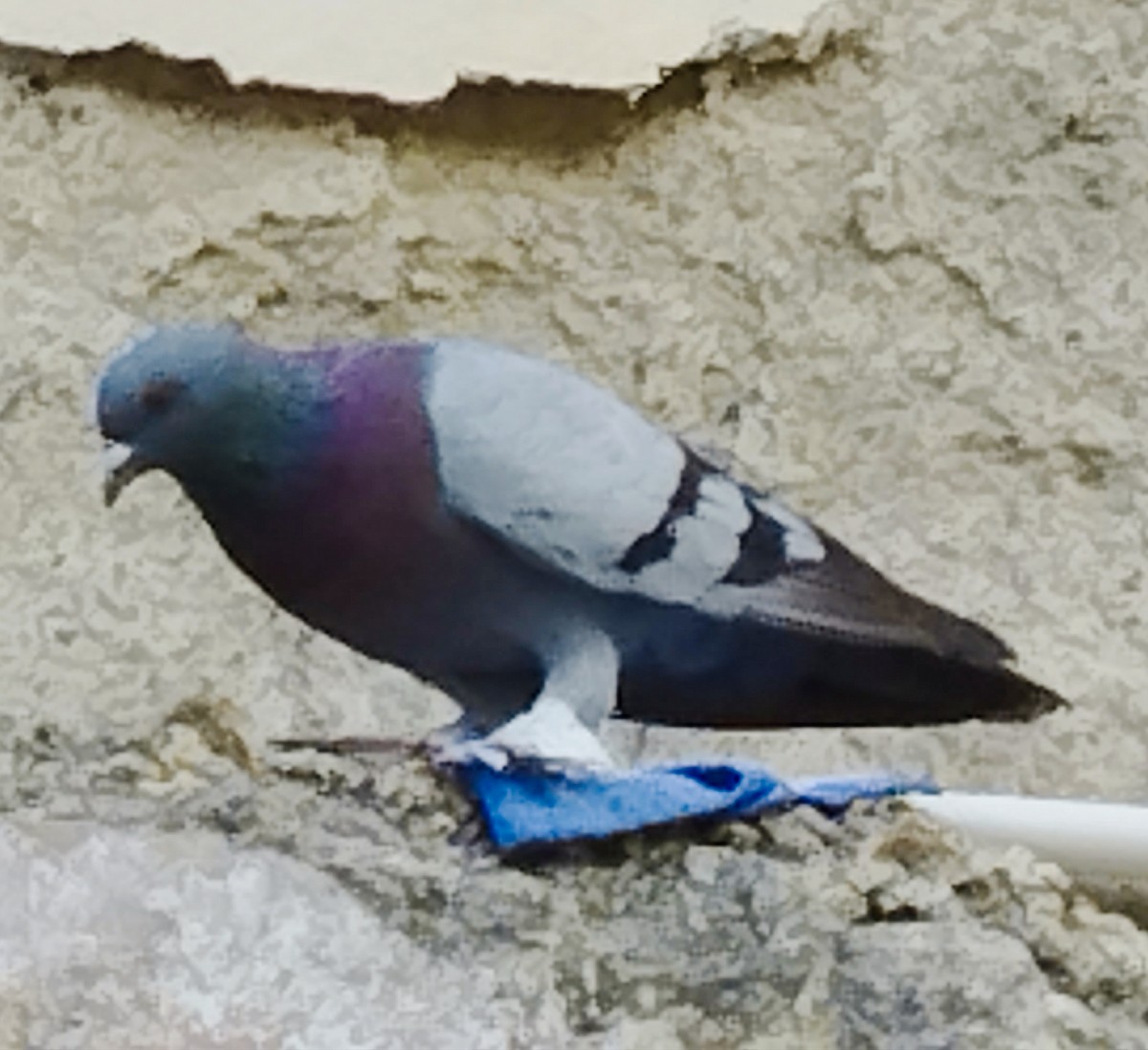 Rock Pigeon (Feral Pigeon) - ML645975710