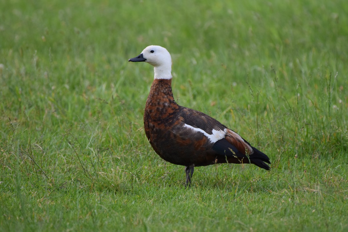Paradise Shelduck - ML645975711