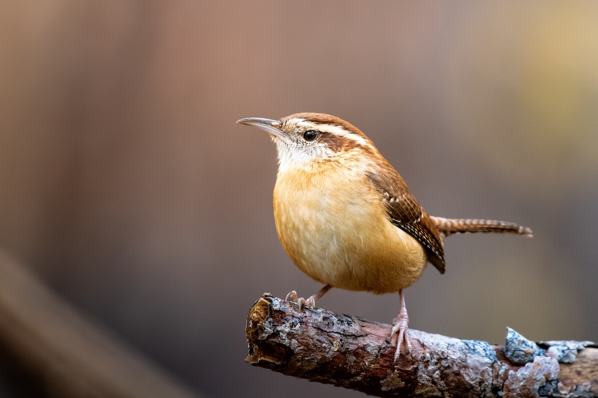 Carolina Wren - ML645975713