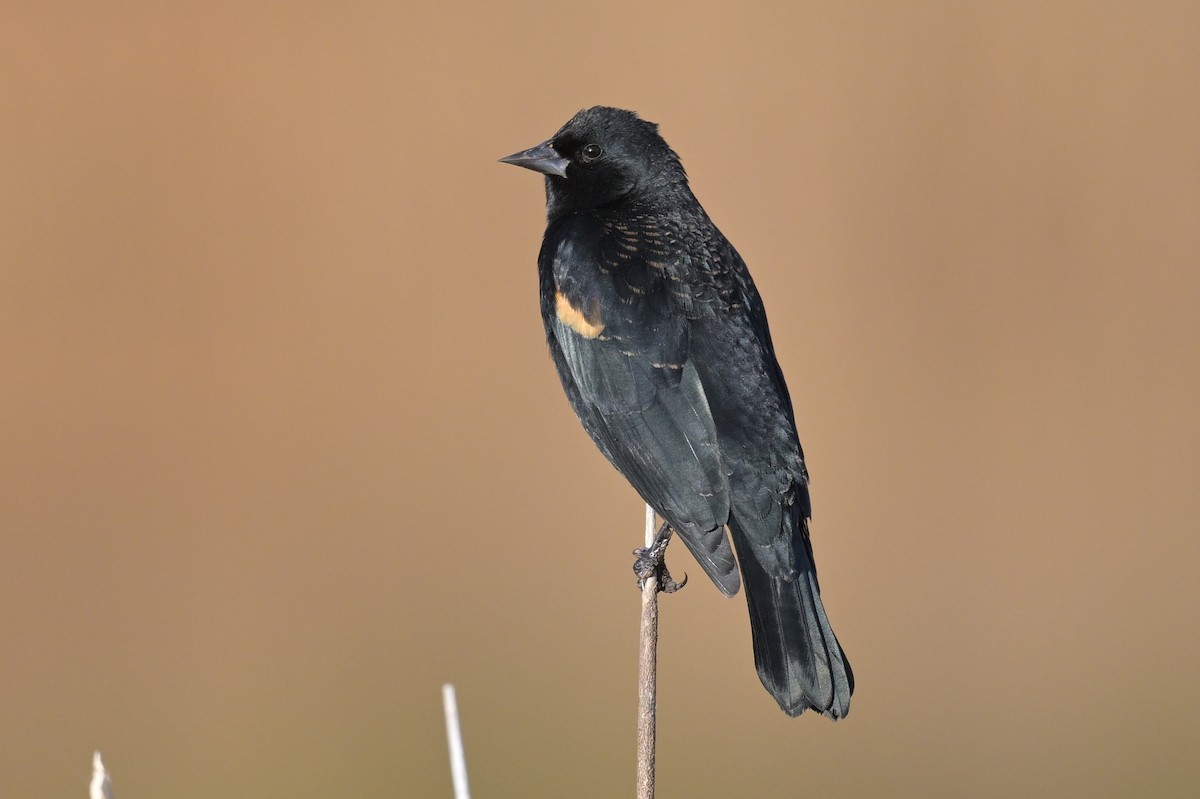 Red-winged Blackbird - ML645975714