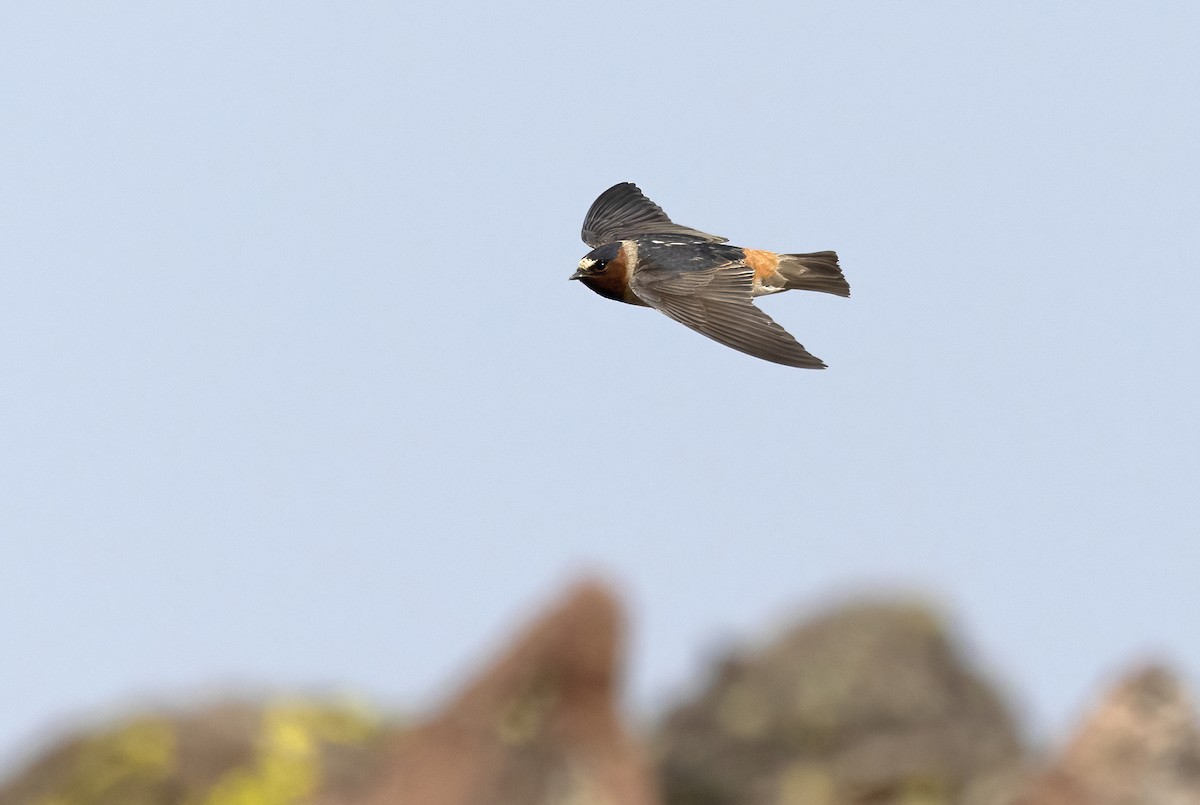 סנונית אמריקנית - ML645975715