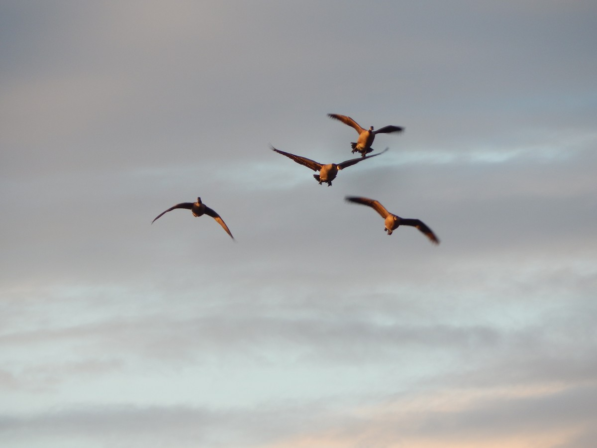 Canada Goose - ML645975716